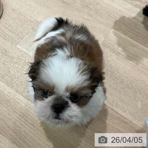 シー・ズーの写真