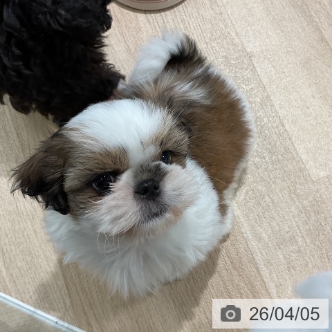 シー・ズーの写真