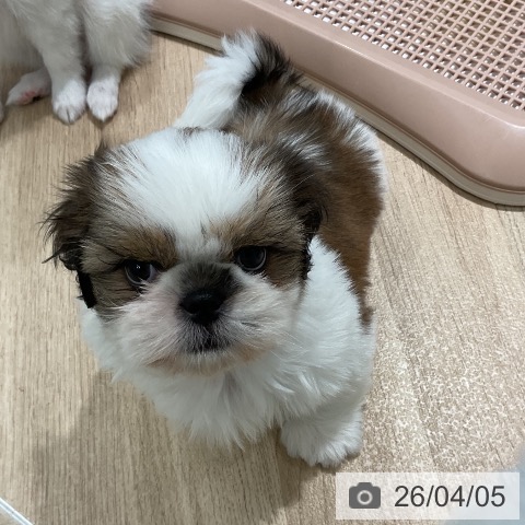 シー・ズーの写真