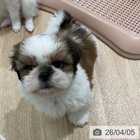 シー・ズーの写真