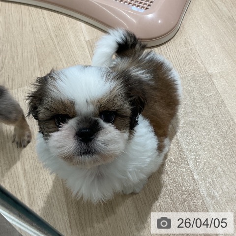 シー・ズーの写真