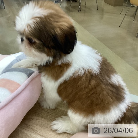 愛知県のシーズー (ペットプラス mozoワンダーシティ店/2026年2月1日生まれ/女の子/ゴールドホワイト)の子犬の4枚目の画像