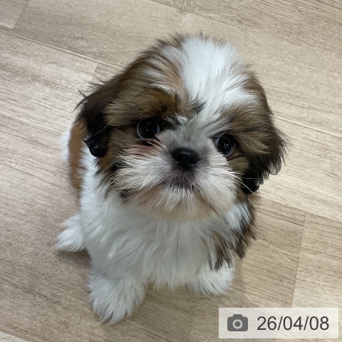 愛知県のシーズー (ペットプラス mozoワンダーシティ店/2026年2月1日生まれ/女の子/ゴールドホワイト)の子犬の3枚目の画像