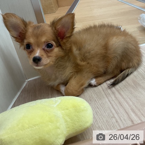 石川県のチワワ(ロング) (ペットプラス かほく店/2026年2月2日生まれ/男の子/フォーン)の子犬の3枚目の画像