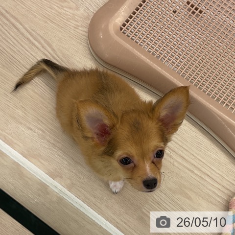 福井県のチワワ(ロング) (ペットプラス 福井店/2026年2月2日生まれ/男の子/フォーン)の子犬の4枚目の画像