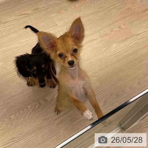 福井県のチワワ(ロング) (ペットプラス 福井店/2026年2月2日生まれ/男の子/フォーン)の子犬の3枚目の画像