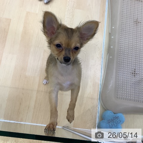 愛知県のチワワ(ロング) (ペットプラス 三好店/2026年2月2日生まれ/女の子/フォーン)の子犬の4枚目の画像
