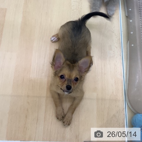 愛知県のチワワ(ロング) (ペットプラス 三好店/2026年2月2日生まれ/女の子/フォーン)の子犬の3枚目の画像