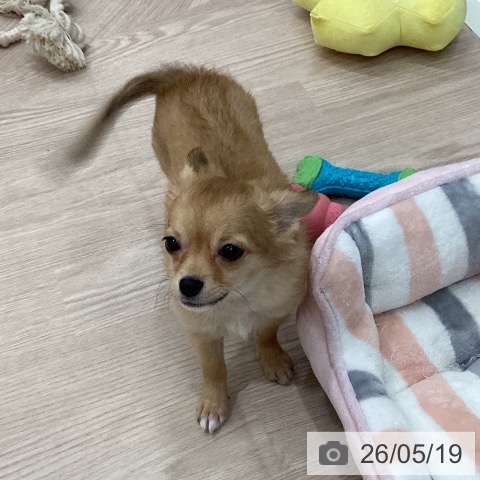 石川県のチワワ(ロング) (ペットプラス かほく店/2026年2月2日生まれ/女の子/フォーン)の子犬の4枚目の画像
