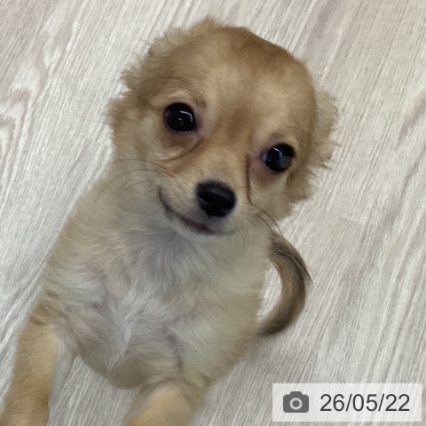 石川県のチワワ(ロング) (ペットプラス かほく店/2026年2月2日生まれ/女の子/フォーン)の子犬の4枚目の画像