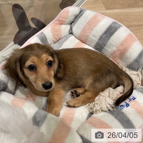 ミニチュア・ダックスフンドの写真