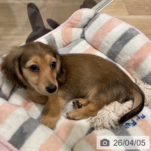 ミニチュア・ダックスフンドの写真