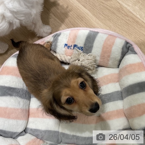 ミニチュア・ダックスフンドの写真