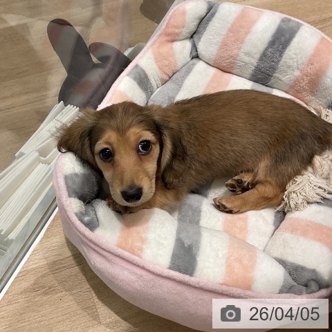 ミニチュア・ダックスフンドの写真