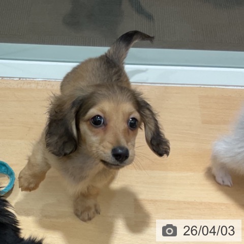 ミニチュア・ダックスフンドの写真