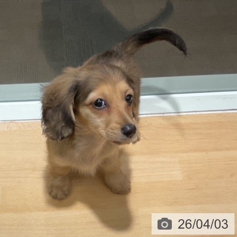 ミニチュア・ダックスフンドの写真