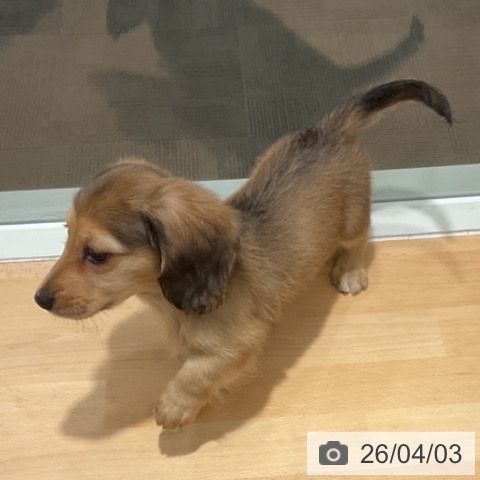 ミニチュア・ダックスフンドの写真