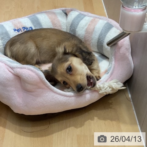 石川県のミニチュアダックスフンド(ロング) (ペットプラス 新小松店/2026年2月2日生まれ/男の子/シェーデットイエロー)の子犬の4枚目の画像