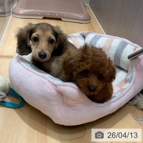 石川県のミニチュアダックスフンド(ロング) (ペットプラス 新小松店/2026年2月2日生まれ/男の子/シェーデットイエロー)の子犬の3枚目の画像