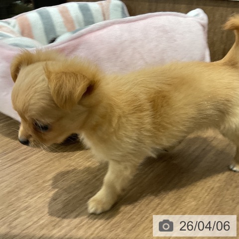 愛知県のチワワ(ロング) (ペッツワン 東海店/2026年2月1日生まれ/男の子/ゴールド)の子犬の3枚目の画像