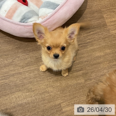 チワワの写真
