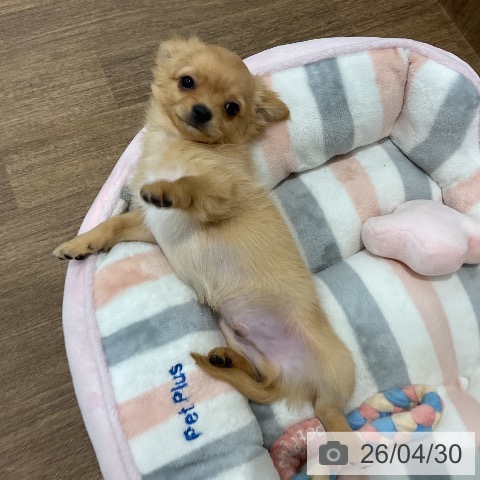 チワワの写真