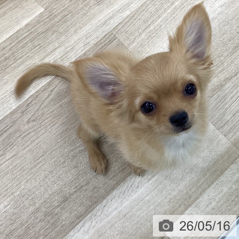 チワワの写真
