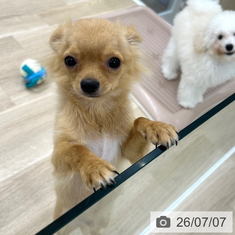 チワワの写真