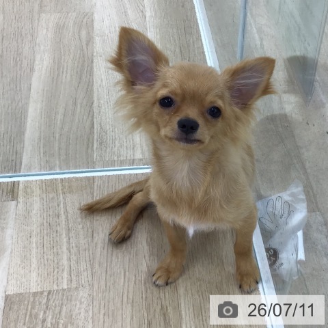 チワワの写真