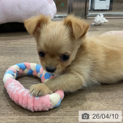 愛知県のチワワ(ロング) (ペッツワン 東海店/2026年2月1日生まれ/男の子/ゴールド)の子犬の4枚目の画像