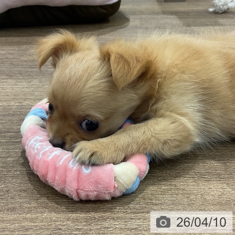 愛知県のチワワ(ロング) (ペッツワン 東海店/2026年2月1日生まれ/男の子/ゴールド)の子犬の3枚目の画像