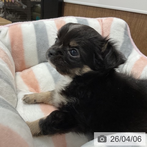 愛知県のチワワ(ロング) (ペッツワン 東海店/2026年2月1日生まれ/男の子/ブラックタンホワイト)の子犬の3枚目の画像