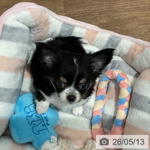愛知県のチワワ(ロング) (ペッツワン 東海店/2026年2月1日生まれ/男の子/ブラックタンホワイト)の子犬の3枚目の画像