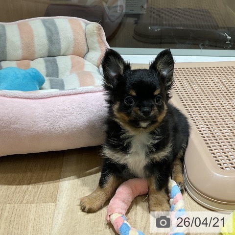 神奈川県のチワワ(ロング) (ペットプラス 海老名店/2026年2月1日生まれ/男の子/ブラックタンホワイト)の子犬の4枚目の画像