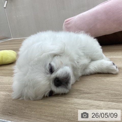 ペキニーズの写真