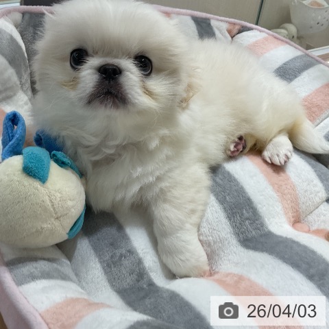 ペキニーズの写真