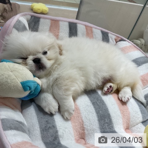 ペキニーズの写真