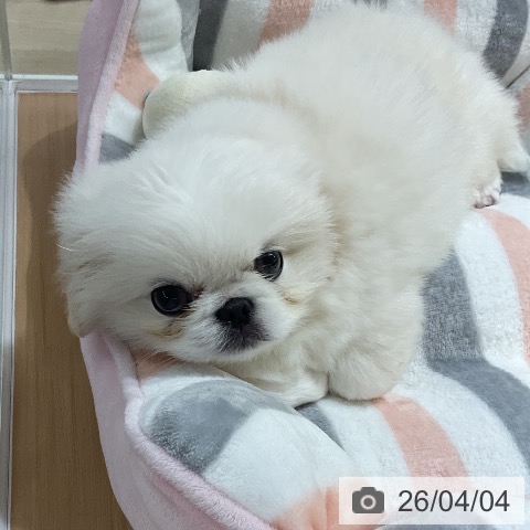 ペキニーズの写真