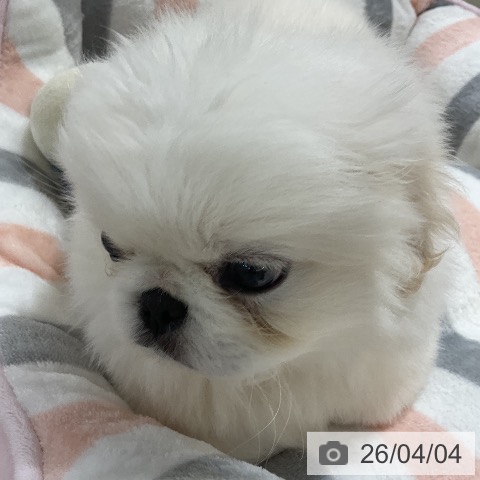 ペキニーズの写真