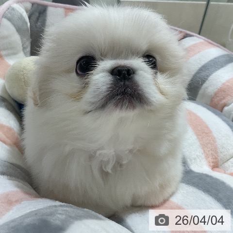 ペキニーズの写真