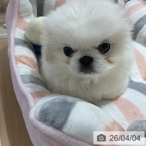 ペキニーズの写真