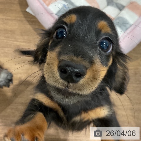 ミニチュア・ダックスフンドの写真