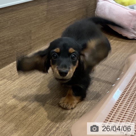 ミニチュア・ダックスフンドの写真