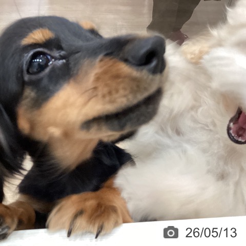 ミニチュア・ダックスフンドの写真