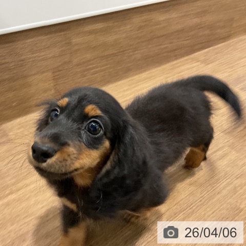 ミニチュア・ダックスフンドの写真