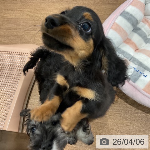 ミニチュア・ダックスフンドの写真