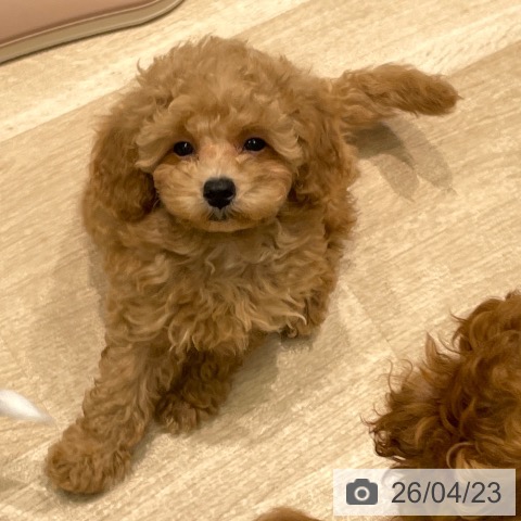 愛知県のトイプードル(トイ) (ペットプラス 則武新町店/2026年2月2日生まれ/男の子/オレンジフォーン)の子犬の4枚目の画像