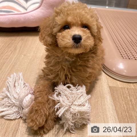 愛知県のトイプードル(トイ) (ペットプラス 則武新町店/2026年2月2日生まれ/男の子/オレンジフォーン)の子犬の3枚目の画像