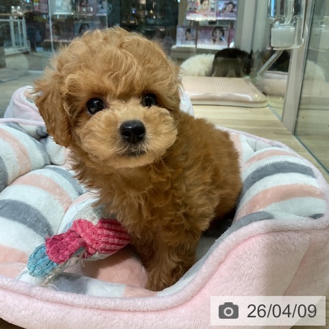 愛知県のトイプードル(トイ) (ペットプラス 岡崎店/2026年2月2日生まれ/女の子/レッドフォーン)の子犬の4枚目の画像