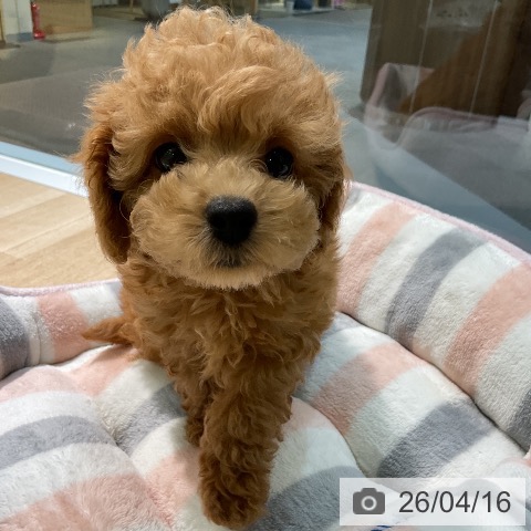 愛知県のトイプードル(トイ) (ペットプラス 岡崎店/2026年2月2日生まれ/女の子/レッドフォーン)の子犬の4枚目の画像